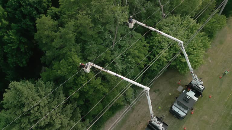 Lincoln Park, NJ Tree Removal and Landscaping Services Company